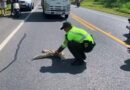 Durante la COP16, un policía de tránsito salvó a osa perezosa de ser atropellada